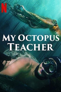 دانلود مستند My Octopus Teacher 2020 دانلود مستند My Octopus Teacher 2020